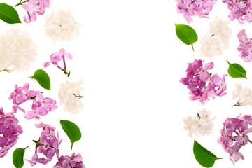 frame with lilac flowers and leaves isolated on white background with copy space for your text. Flat lay. Top view