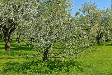 Blooming Apple Garden in Moscow