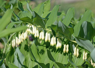 Salomonssiegel, Polygonatum odoratum