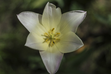 Fototapeta premium white tulip flower closeup