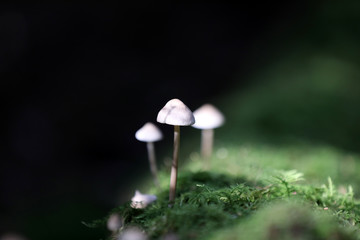 Forest Mushroom