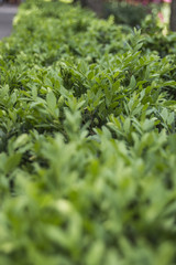 green grass, blurred background