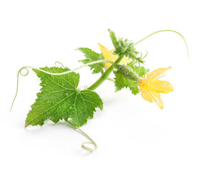 Small cucumber with flower on isolated on white
