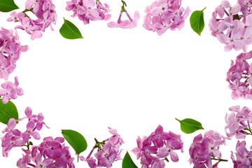 Fototapeta na wymiar frame with lilac flowers and leaves isolated on white background with copy space for your text. Flat lay. Top view