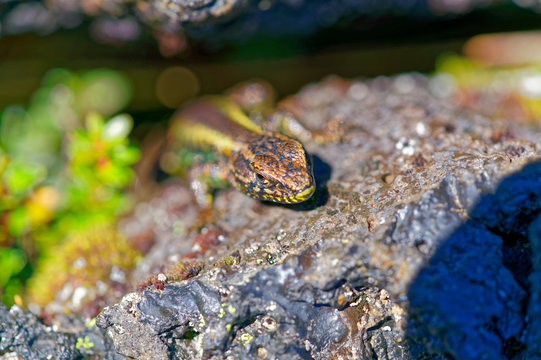 Photograph of a lizard coming out of his cave in volcanic rocks, looking for sunbathing