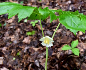 Close up of a white mayapple flower and green leaves in a forest.