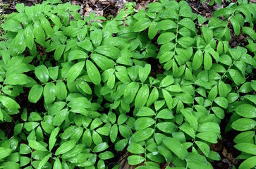 A large group of smooth Solomon's seal plants in a forest.