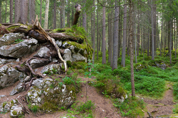 Wald mit Nadelbäumen in den Alpen in Deutschland