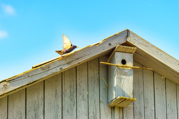 a birdhouse and spring, at sunset