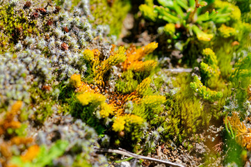Small plants that grow inside an inactive crater of Antillanca volcano, in southern Chile