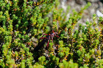 Agathemera crassa eating and hiding. It is a fasmatode insect native to Chile. It is known for the intense odor it secretes, used as a defense