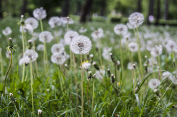 Obraz premium dandelion on blurred background
