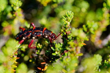 Agathemera crassa eating and hiding. It is a fasmatode insect native to Chile. It is known for the intense odor it secretes, used as a defense