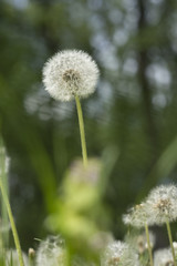 dandelion on blurred background