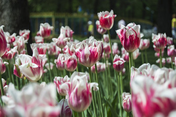 red and white tulips