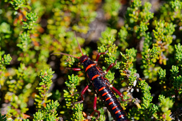 Agathemera crassa eating and hiding. It is a fasmatode insect native to Chile. It is known for the intense odor it secretes, used as a defense