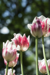 tulips against the sky