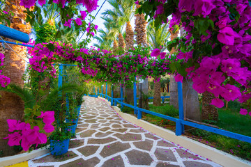 Narrow paved street full of colorful flowers in Sisi, Crete, Greece.