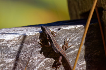 lizard, taking sun bath on wooden fence