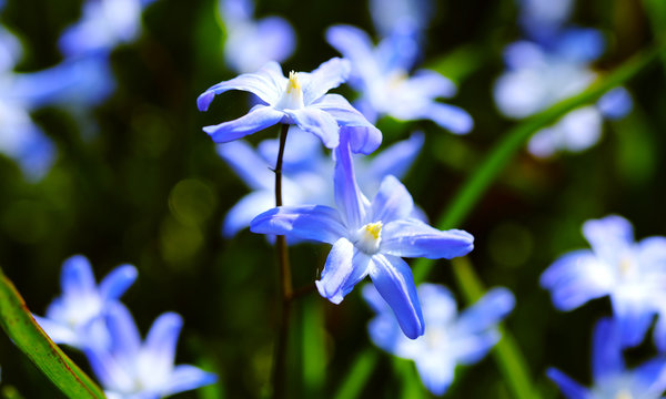 Garden Flowers