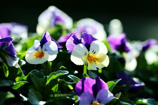 Garden Flowers