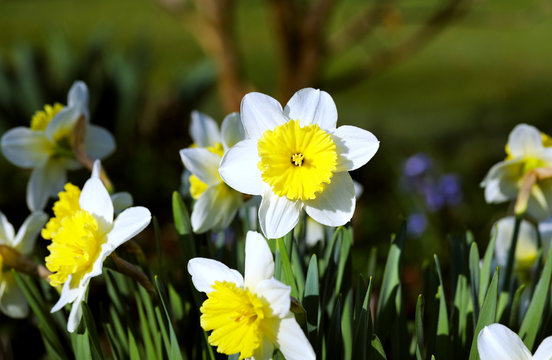 Garden Flowers