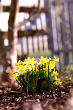 Garden Flowers