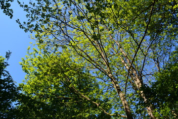 tree