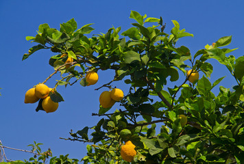 Lemons in a lemon tree against a blue sky