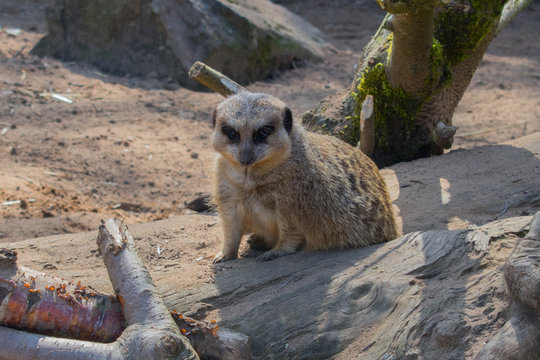 meerkat suricati surikatta sitting on fallen tree on sand. African animal close up 