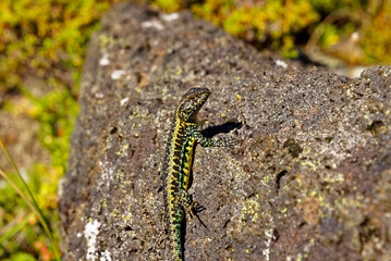 Lizard on a volcanic rock, on the heights of the Antillanca Volcano