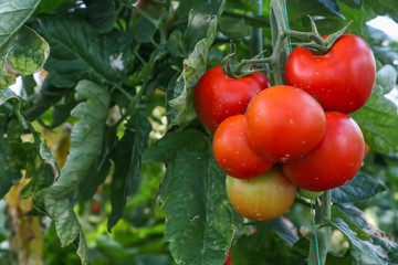 Tomatoes field greenhouse