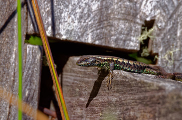 male lizard, taking sun bath on wooden fence