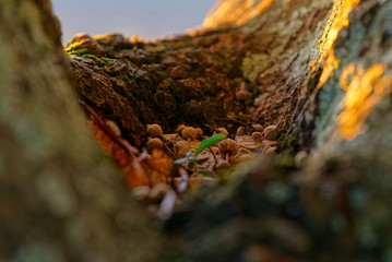 Seeds accumulated in a sector of a tree and where you see that two leaves are growing