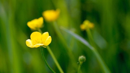 yellow flowers in green grass