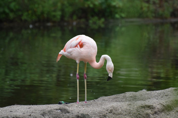 Fototapeta premium Beautiful Pink Chilean Flamingo in a Pond