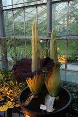 Titanwurz, amorphophallus titanum, Botanischer Garten