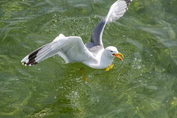 seagull landing on the water.