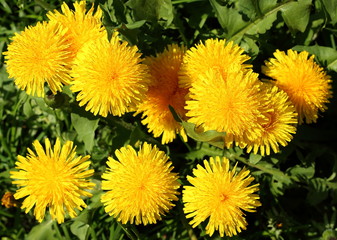 Yellow dandelion flowers. Top view of blooming dandelions or blowball on a sunny day close-up.