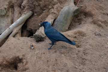 black bird close up standing on sand in nature 