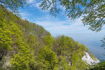 Obraz premium Moens klint chalk cliffs in Denmark