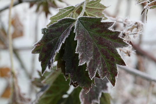Garden Frost