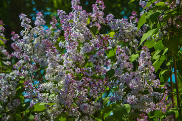 Obraz premium Blooming lilac. May.