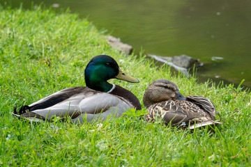 Male and female ducks sitting in the green grass