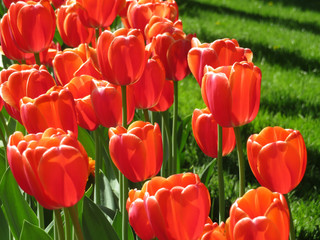 Red tulips against the green grass. Colorful tulips at the garden
