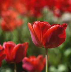 Naklejka premium field of red blossoming tulips on a sunny day