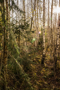 Junger Birkenwald mit Fichte