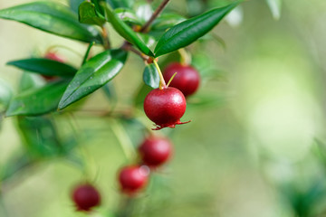 Sweet wild fruit that grows in southern Chile known as Murta, its scientific name is Ugni Molinae
