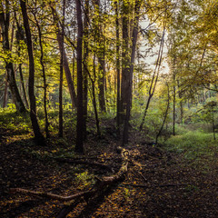 Herbststimmung im Laubwald