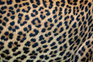 Close up leopard fur background. Ceylon leopard skin texture for background. © Lubos Chlubny